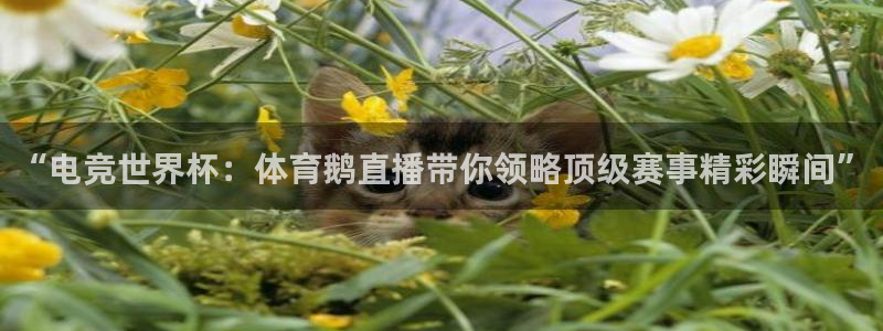 “电竞世界杯：体育鹅直播带你领略顶级赛事精彩瞬间”