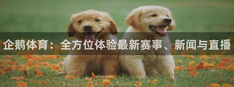 企鹅体育：全方位体验最新赛事、新闻与直播